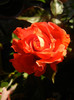 Rose Monica (2012, December 04)