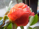 Rose Monica (2012, December 04)