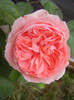 Rose Pleasure (2012, December 01)
