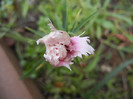 Dianthus (2012, December 01)