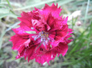 Dianthus (2012, December 01)