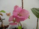 Bougainvillea Vera Pink (2012, Nov.30)