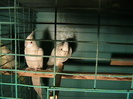 perechea 3