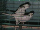 perechea 3
