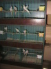 boxele