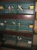 boxele