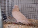 laipzig 2012 435