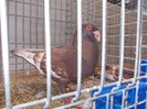 laipzig 2012 439