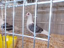 laipzig 2012 456