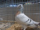 laipzig 2012 460