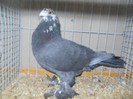 36233a v maghair frumusete