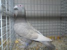 36265b