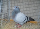 36297a v frum belgian