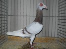 36796a carunculat francez