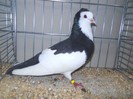 47349a echterdinger