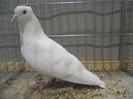 50395a thurgau elmer