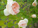 P1200541Crocus Rose