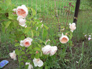 P1200575-Crocus rose