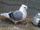53765a flanders smerle