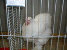 SDC11750