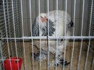 SDC11779