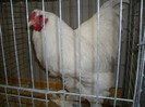 SDC11832