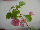 Bougainvillea Vera Pink (2012, Nov.30)