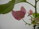 Bougainvillea Vera Pink (2012, Nov.30)