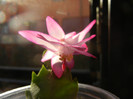 Pink Schlumbergera (2012, December 04)