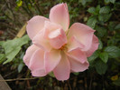 Pink Miniature Rose (2012, Dec.01)