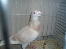 PC072259