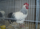 PC072315