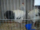 PC072316