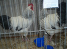 PC072317
