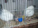 PC072333
