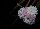 DSCN2868