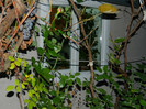 DSCN2884