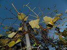 DSCN2889