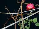 DSCN2899
