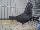 59623a bimotat ardeal