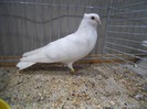 60395a janja rooler