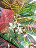 croton