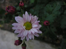2355266620075666569CSFwek_fs