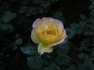 2529175520075666569mBDycN_fs