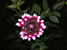 2581848580075666569cwBLsT_fs