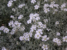 2630177370075666569LPKulz_fs