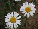 2673931520075666569oDOLYb_fs