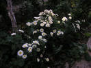 2783236020075666569OtwoWs_fs