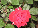2292459670075666569FLHuMQ_fs