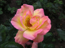2375367120075666569RhIDAR_fs